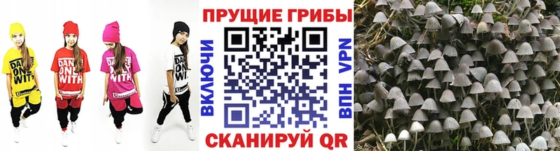 Псилоцибиновые грибы Psilocybine cubensis  наркошоп  shop телеграм  Эртиль  blacksprut онион 